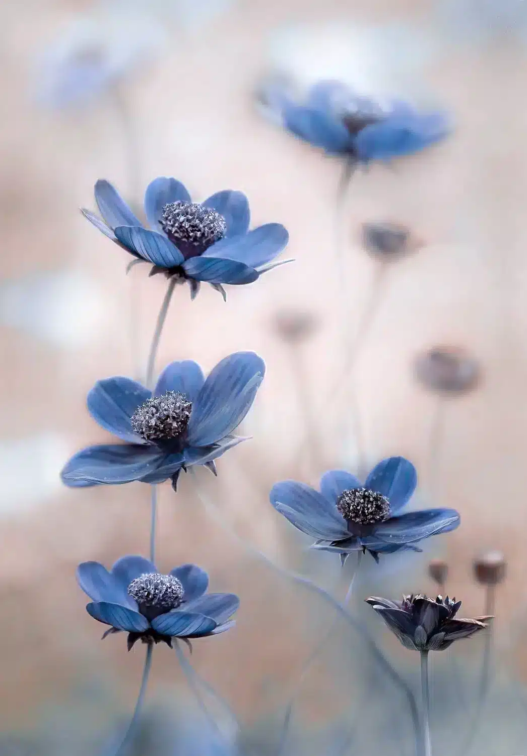 Botaniska