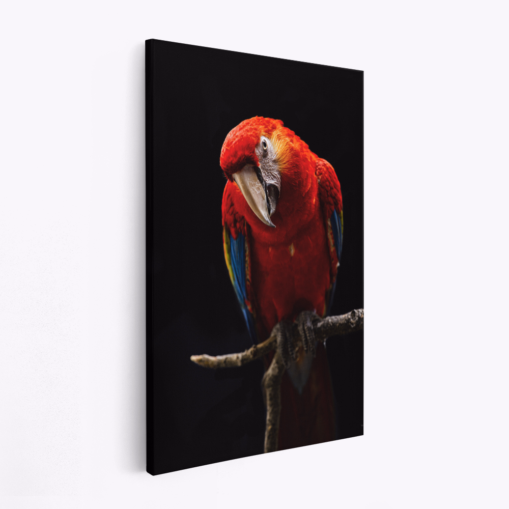 Canvastavla Portrait of Scarlet Macaw - Tavla