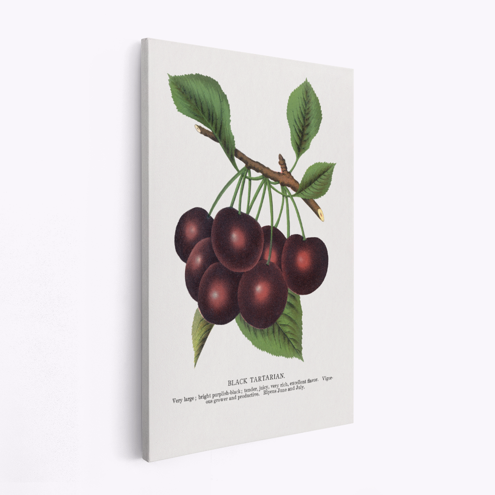 Canvastavla Black Tartarian Cherry Lithograph - Tavla