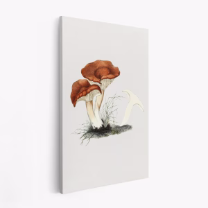 Canvastavla Hand Drawn Rufous Milkcap Mushroom - Tavla