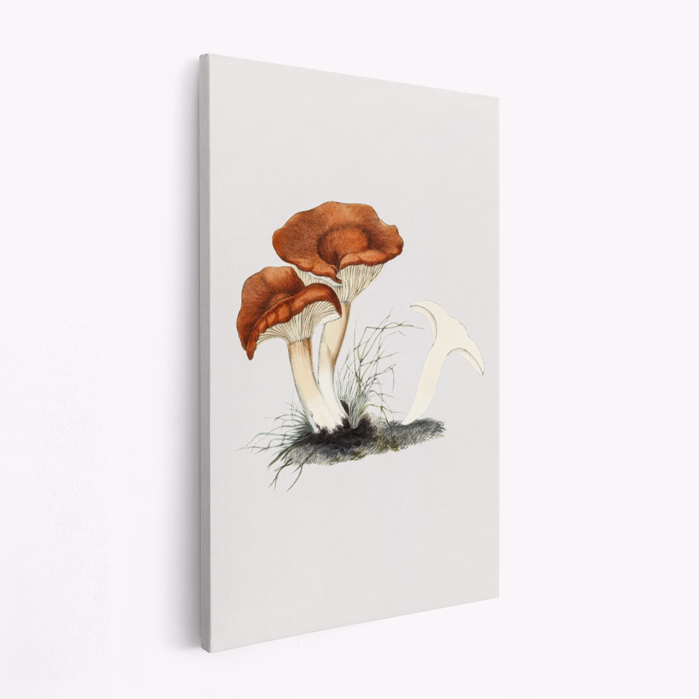 Canvastavla Hand Drawn Rufous Milkcap Mushroom - Tavla