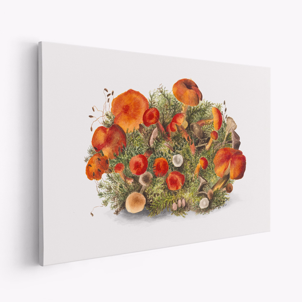 Canvastavla Study of Mushrooms (1880) Horizontal - Tavla