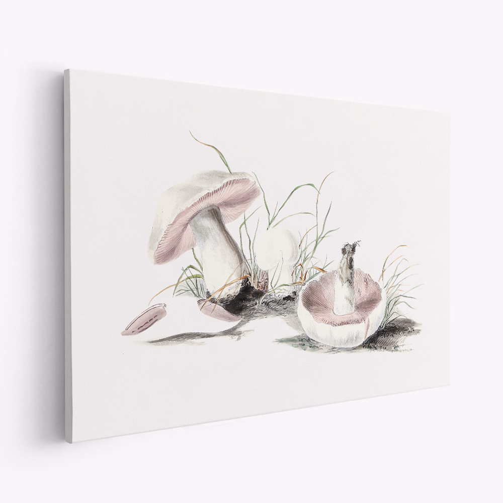 Canvastavla Hand Drawn Field Mushroom - Tavla