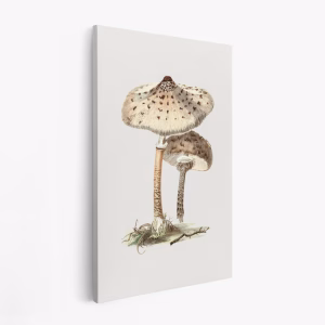 Canvastavla Hand Drawn Parasol Mushroom - Tavla