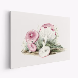 Canvastavla Vintage Russula Emetica Mushroom - Tavla
